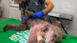 Yavru ayı Ormanya’da tedavi altında