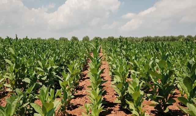 Tütün ihracatı 1 milyar doları aştı