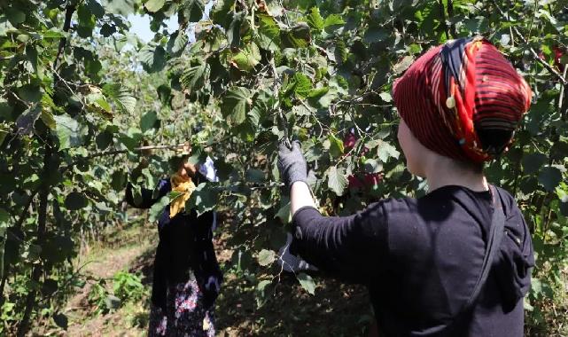 Ordu'da 'Fındık Dalda' projesine rekor başvuru