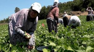 Badalan fasulyesi toprakla buluştu, çiftçilerin yüzü güldü
