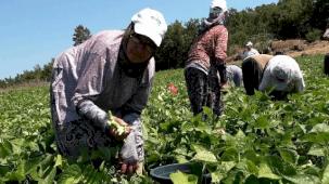 Balıkesirli üreticinin yüzünü Büyükşehir güldürdü
