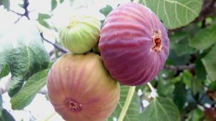 Bursa Siyahı ve Sarılop ihracat yolcusu