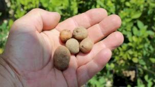 Bursa’da organik salep üretimi başlıyor