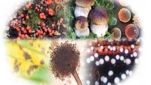 Gıdalardaki bitki toksinlerine ilişkin numunelere AB uyumu