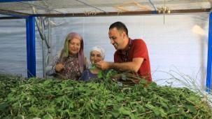 İpekböcekçiliği yeniden doğuyor! Ata mirasına modern dokunuş