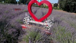 İzmit'te tarlada lavanta, şişede kolonya, yürekte emek...