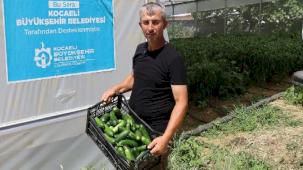 Kocaeli'de modern seralarda hasat bereketi