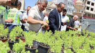 Mardin Midyat’ta fesleğen ve reyhan dağıtıldı