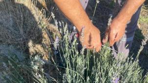 Muğla Milas Belediyesi lavanta hasadı gerçekleştirdi
