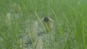 Müsilaj azaldı ama tehdit sürüyor!