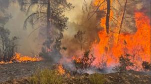 O ilde ormanlara giriş yasak!