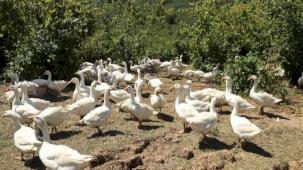 Ordu’da alım garantili kaz yetiştiriciliği üreticiye güven veriyor