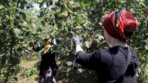 Ordu'da 'Fındık Dalda' projesine rekor başvuru