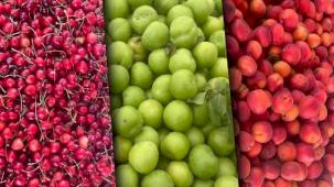 Sert ve yumuşak çekirdekli meyveler zirvede