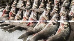 Su ürünlerinde 24 ihracat şampiyonunun 13'ü Egeli