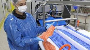 Türk somonu ihracatı rekor kırıyor