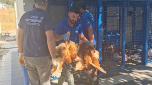 Yangından kurtarılan tavuklarına kavuştu