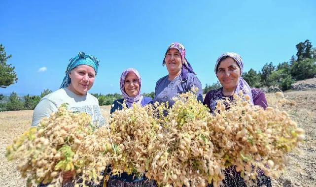 Atalık tohumlar geleceğe taşınıyor
