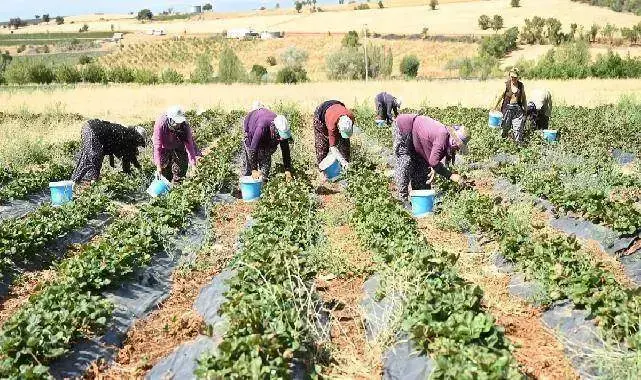 Coğrafi işaretli çileğin hasadı başladı