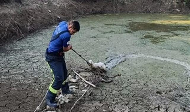 Gölete düşen kuzuyu kurtardılar