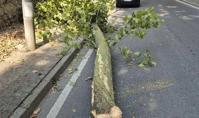 İstanbul'da 58 ağaç devrildi, 6 araç hasar gördü... Dikkat! Bu gecede etkili olacak