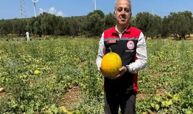 İzmir'in meşhur 'Çeşme Kavunu'nda hasat zamanı