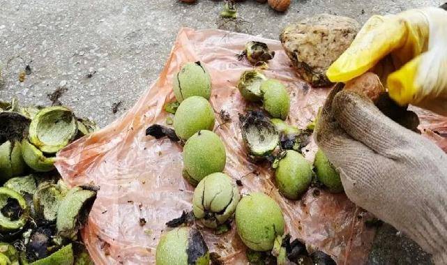 Karacabey TİGEM’den 400 bin kg ceviz hasadı ihalesi