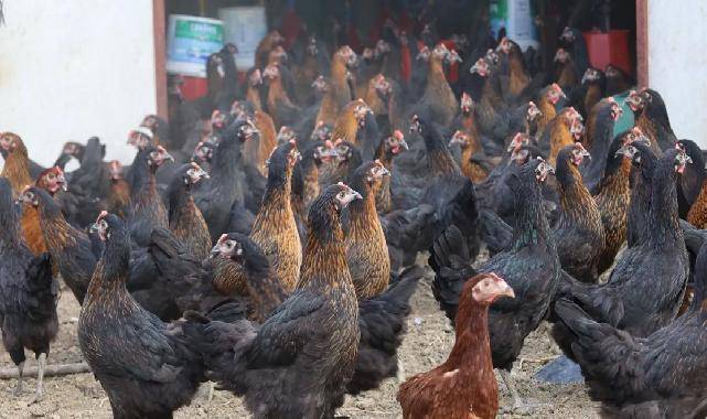 Kocaeli’de tavukçuluğa büyük destek: 16 bin tavuk üreticiyle buluştu