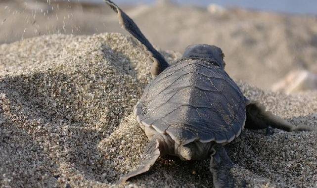 Mavi Gönüllüleri, Caretta Caretta’ları Akdeniz’le buluşturuyor