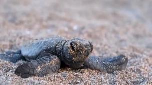 40 bin 285 yavru deniz kaplumbağası denize ulaştı