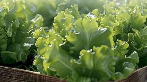 Balıkesir’de çiftçiye yüzde 75 katkılı marul fidesi desteği