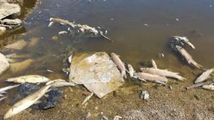 Bursa Yenişehir'de kuruyan derede yavru balıklar için umut oldular