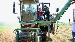 Domates deposu 'verimli ova' Karacabey'de hasat sürüyor