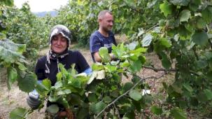 Fındık ekmek kapısı oluyor