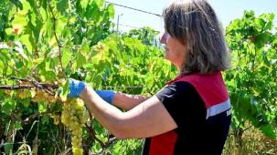 İzmir üzüm bağlarında hasat öncesi pestisit denetimi