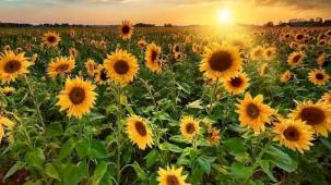 Karacabey Tarım İşletmesi’nden 1,75 milyon kg yağlık ayçiçeği ihalesi!