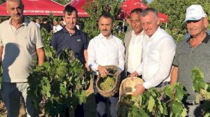 Kocaeli’de üzüm hasadı coşkuyla başladı