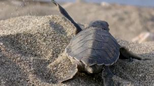 Mavi Gönüllüleri, Caretta Caretta’ları Akdeniz’le buluşturuyor