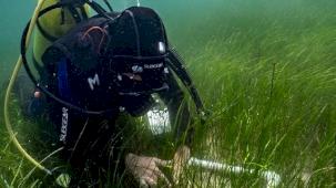 Pina ve deniz çayırları Marmara'ya hayat veriyor