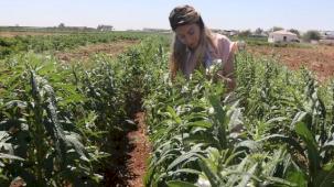Urfa Susamı yeniden hayat buluyor