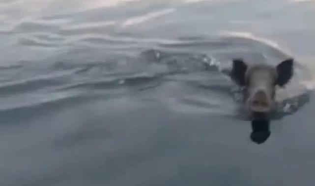 Bursa Mudanya açıklarında yüzen domuz sürprizi