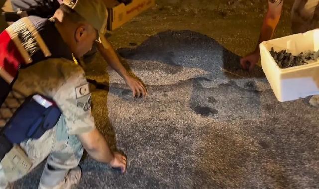 Samandağ’da yavru 'caretta caretta'lar Jandarma eliyle denize ulaştı