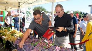 Bursa'da en kaliteli üzümler Osmangazi’de yarıştı