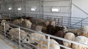 Eskişehir’de hayvan pazarı geçici süreyle kapatıldı