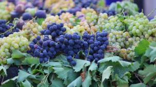 İzmir Karabağlar'da coğrafi işaretli üzüme yoğun ilgi