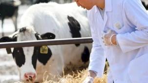 Veteriner harcamaları yıllık bazda rekor kırdı