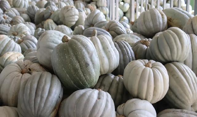 Kocaeli İzmit'te 8 tonluk yerli bal kabağı hasadı