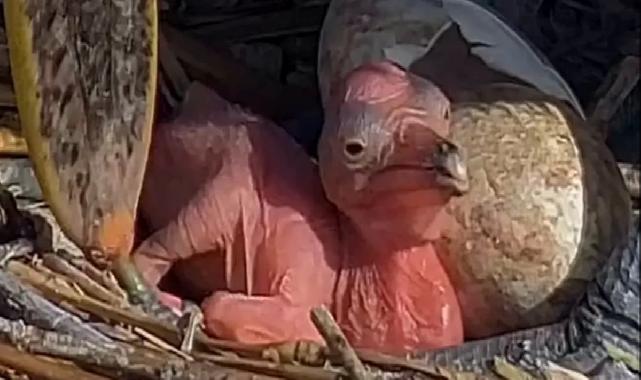 Manyas Kuş Cenneti’nde yeni hayat! Tepeli Pelikan yavruları yumurtadan çıktı