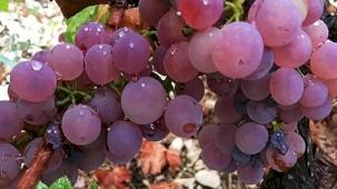 Antalya Finike Yazır’da üzüm zamanı