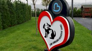 Balıkesir’de can dostlar Büyükşehir eliyle güvende